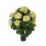 Hortensia de luxe Crème 62cm